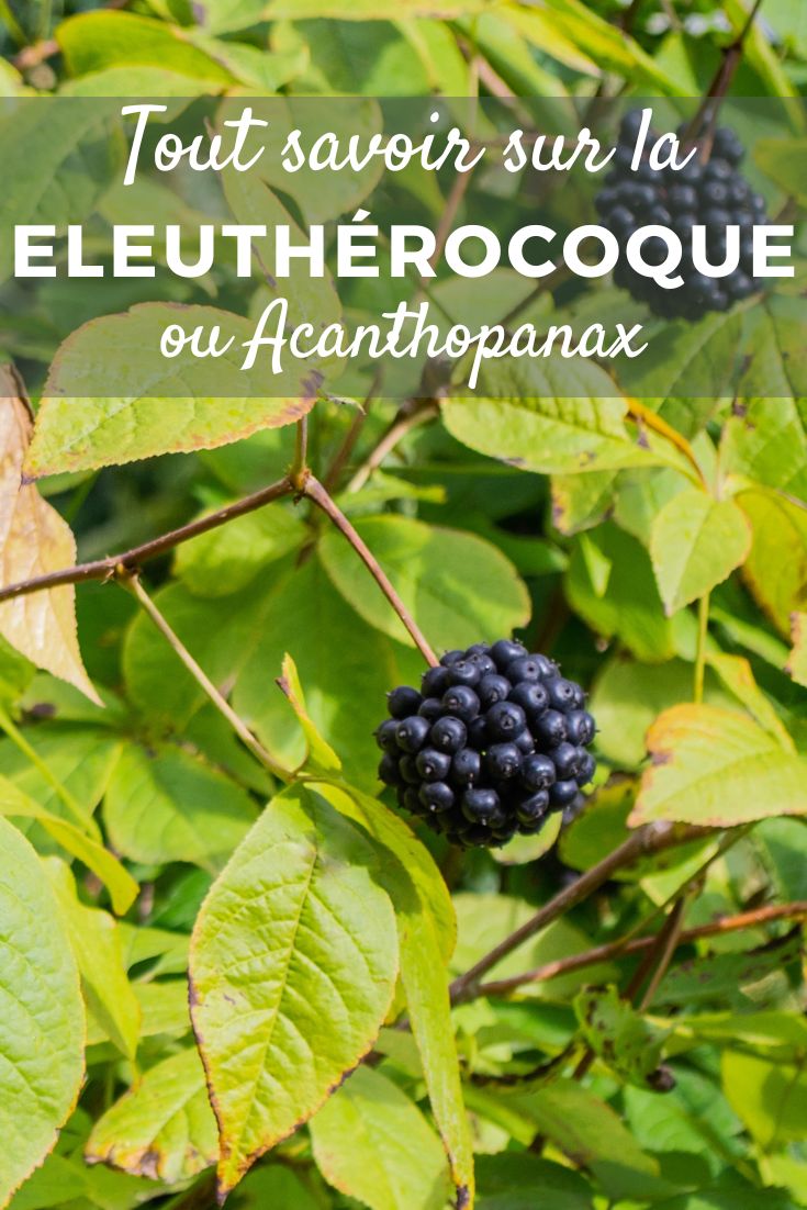 Eleuterococco, Acanthopanax: piantare, coltivare e curare Acanthopanax