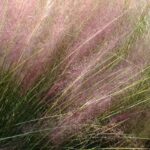 Muhlenbergia: piantare, coltivare e curare