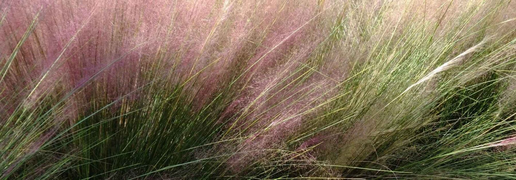 Muhlenbergia: piantare, coltivare e curare