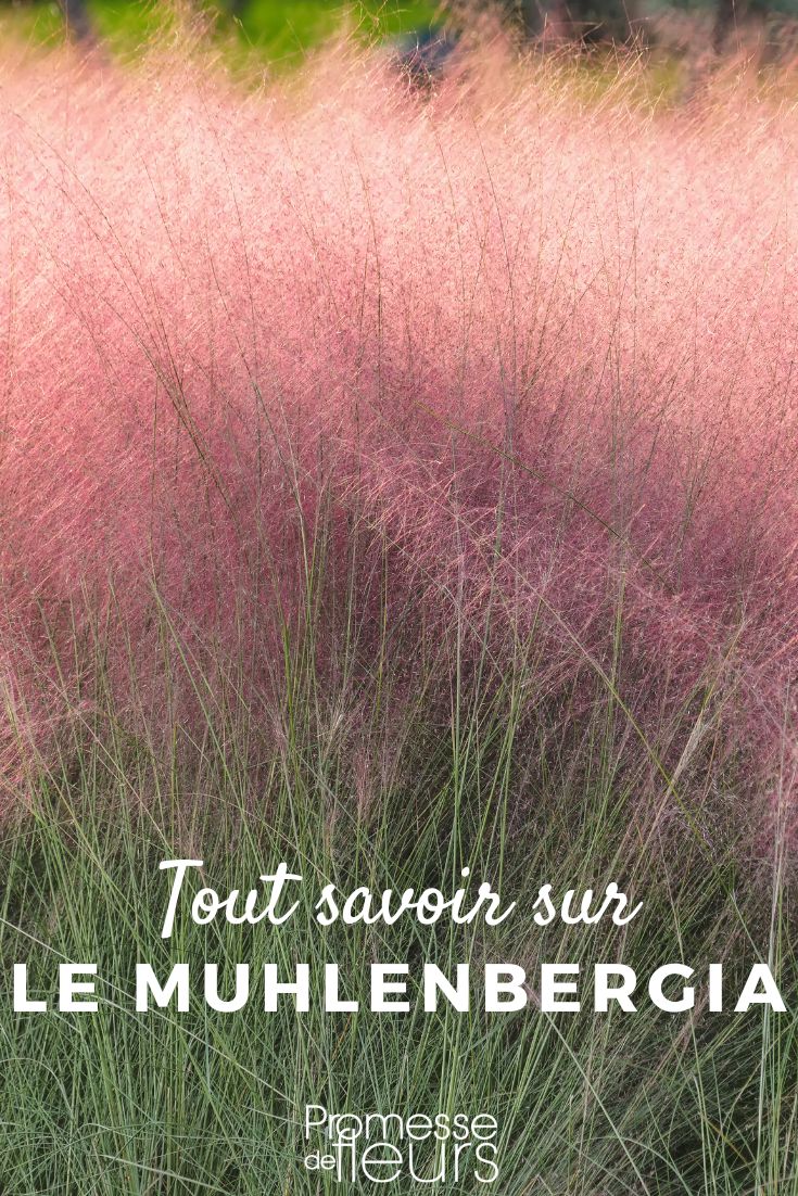 Muhlenbergia: piantare, coltivare e curare Muhlenbergia