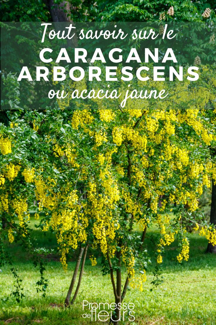 Caragana arborescens, acacia giallo: piantagione, coltivazione, cura Caragana arborescens: piantagione, coltivazione, cura