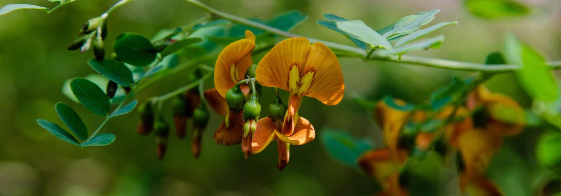 Colutea - Vesicaria: piantare, potare e curare