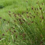 Juncus - Giunco: piantagione e cura