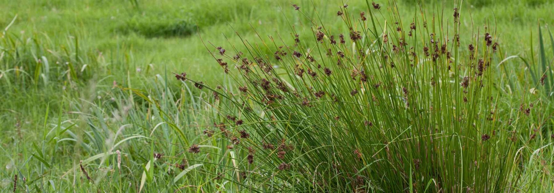 Juncus - Giunco: piantagione e cura