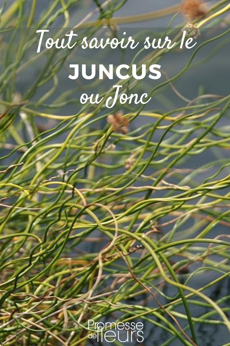 Juncus - Giunco: piantagione e cura giunco