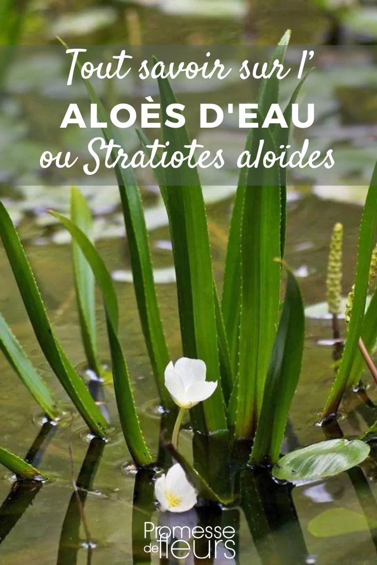 Stratiotes aloides aloe d'acqua