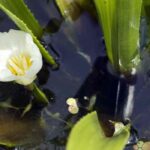 Aloe d'acqua - Stratiotes aloides: piantare e coltivare
