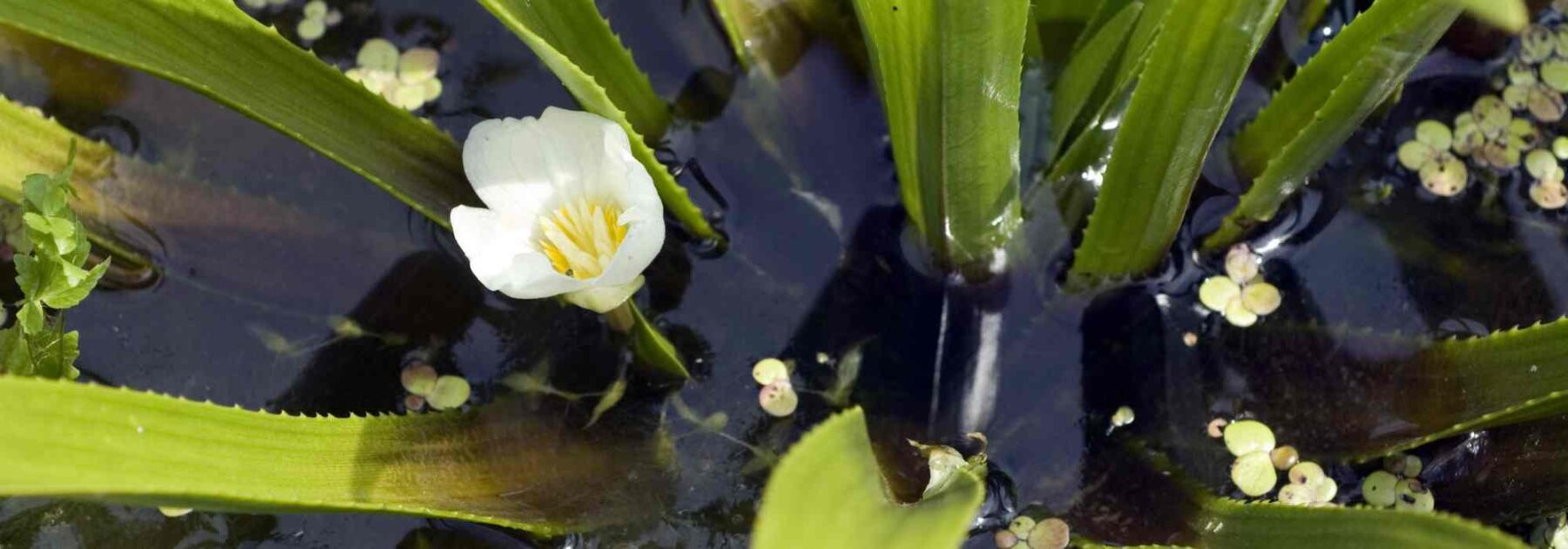 Aloe d'acqua - Stratiotes aloides: piantare e coltivare