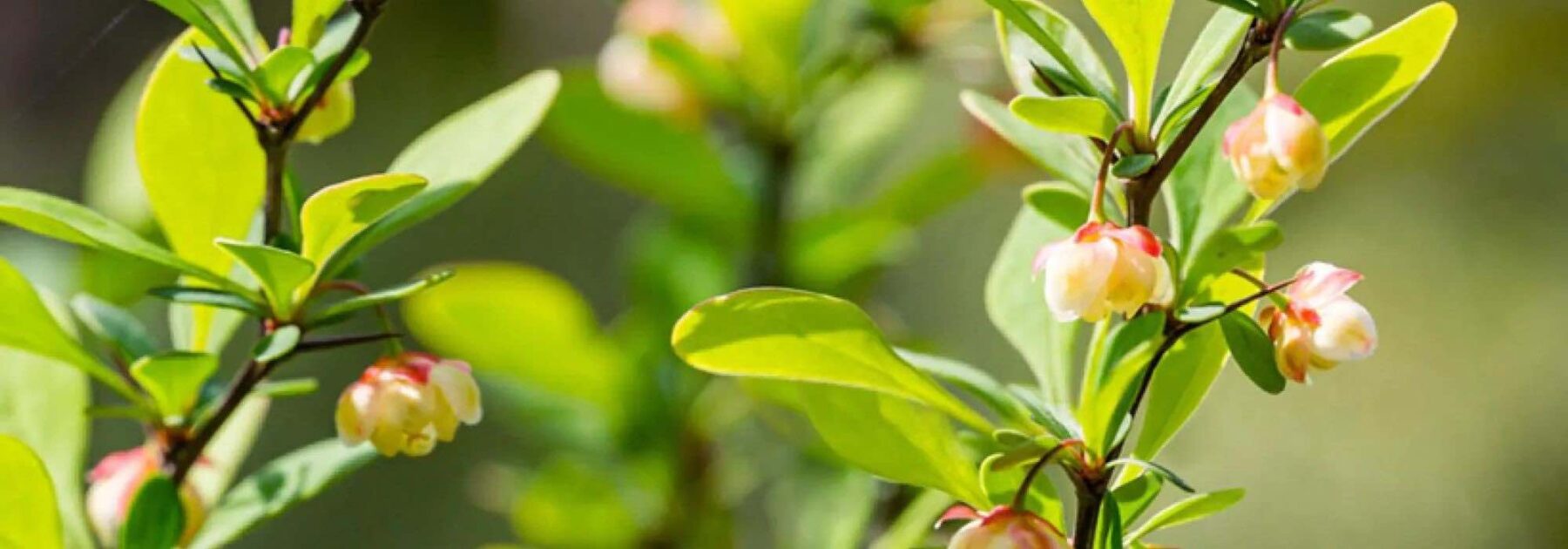 6 Berberis a fogliame verde: arbusti robusti e decorativi per tutte le stagioni
