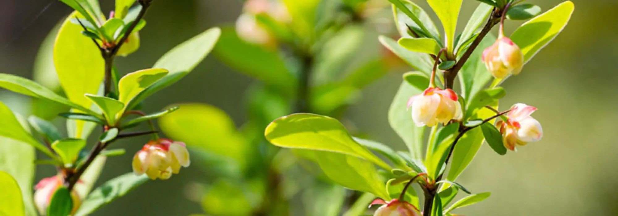 6 Berberis a fogliame verde: arbusti robusti e decorativi per tutte le stagioni