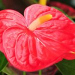 Anthurium - Lingua di fuoco: coltivazione e cura