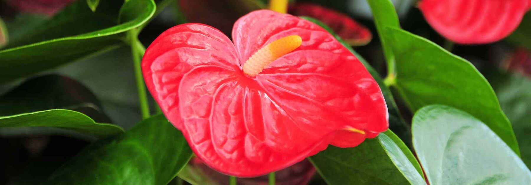 Anthurium - Lingua di fuoco: coltivazione e cura