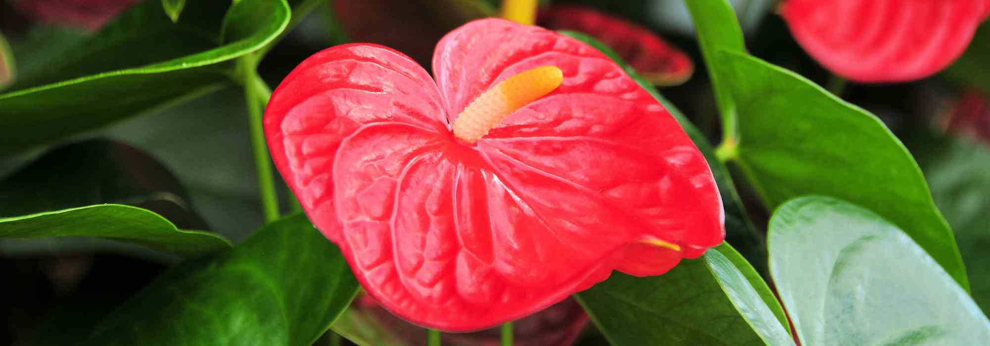 Anthurium - Lingua di fuoco: coltivazione e cura