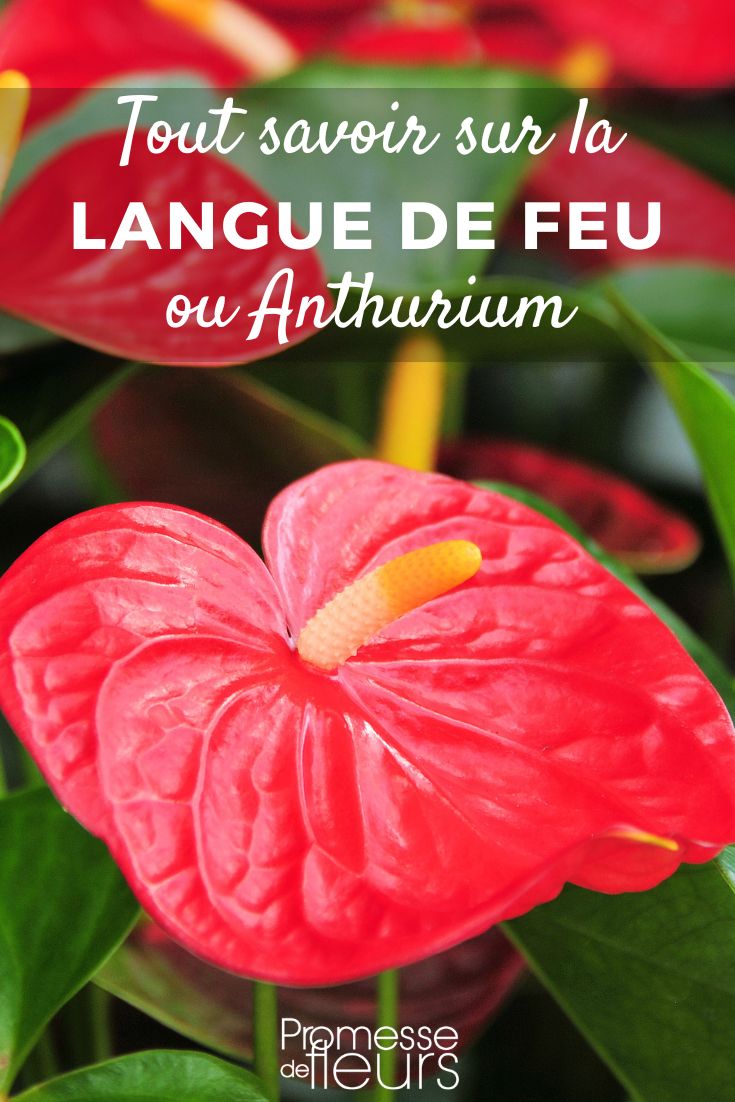 Anthurium Anthurium - Lingua di fuoco: coltivazione e cura