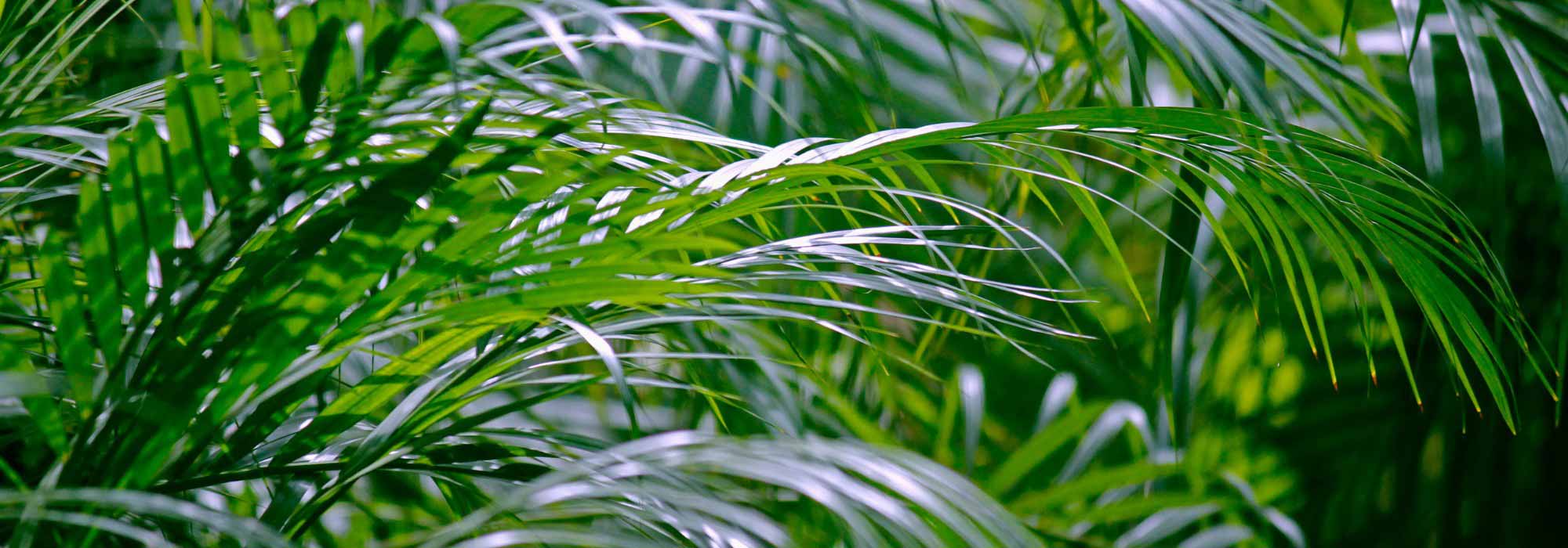 **Areca: coltivazione, piantumazione e cura della palma da interno**
L'Areca, conosciuta anche come *Dypsis lutescens*, è una delle palme da interno più apprezzate per il suo fogliame elegante e la sua capacità di purificare l'aria. Originaria del Madagascar, questa pianta tropicale si adatta perfettamente agli ambienti domestici, portando un tocco di esotismo e freschezza.
### **Coltivazione dell'Areca**
L'Areca è una pianta che ama la luce intensa ma indiretta. Evita l'esposizione diretta al sole, che potrebbe bruciare le sue foglie delicate. Inoltre, predilige un ambiente umido, simile al suo habitat naturale. Se l'aria è troppo secca, puoi nebulizzare regolarmente le foglie o posizionare la pianta su un vassoio con ciottoli e acqua.
### **Piantumazione**
- **Terreno**: Utilizza un substrato leggero e ben drenante, come un mix per piante tropicali o una combinazione di terriccio universale e perlite.
- **Vaso**: Scegli un vaso con fori di drenaggio per evitare ristagni idrici, dannosi per le radici.
- **Rinvaso**: Effettua il rinvaso ogni 2-3 anni, preferibilmente in primavera, per garantire alla pianta spazio sufficiente per crescere.
### **Cura dell'Areca**
- **Annaffiatura**: Mantieni il terreno leggermente umido, ma non inzuppato. Riduci le annaffiature in inverno.
- **Concimazione**: Durante la stagione di crescita (primavera-estate), concima ogni 4-6 settimane con un fertilizzante bilanciato per piante verdi.
- **Pulizia delle foglie**: Passa un panno umido sulle foglie per rimuovere la polvere e favorire la fotosintesi.
- **Potatura**: Elimina le foglie secche o danneggiate per mantenere la pianta sana e ordinata.
### **Problemi comuni**
- **Foglie ingiallite**: Potrebbero indicare un eccesso di acqua o carenza di nutrienti.
- **Punta delle foglie secche**: Spesso causata da aria troppo secca o annaffiature irregolari.
- **Parassiti**: Controlla la presenza di acari o cocciniglie e intervieni con prodotti specifici se necessario.
Con le giuste cure, l'Areca diventerà un elemento di arredo vivente, capace di trasformare qualsiasi spazio in un'oasi di verde. Se hai dubbi o domande, non esitare a contattarci!