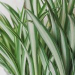 Chlorophytum - Pianta ragno: piantare e coltivare