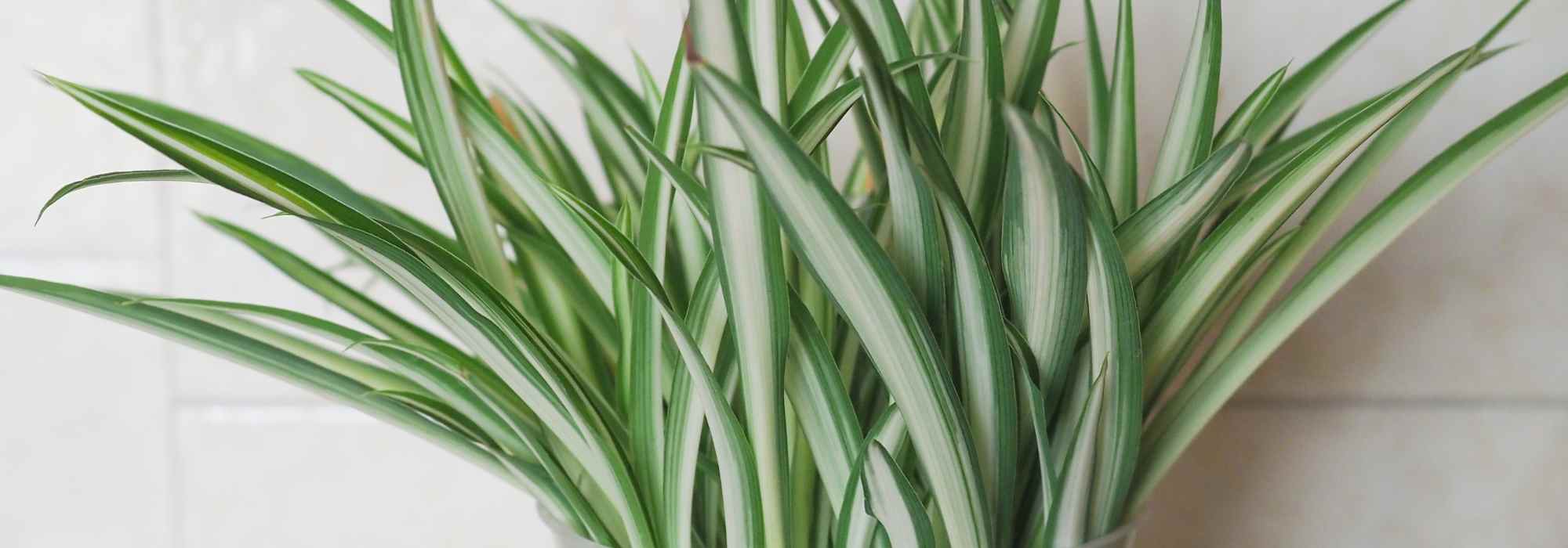 Chlorophytum - Pianta ragno: piantare e coltivare