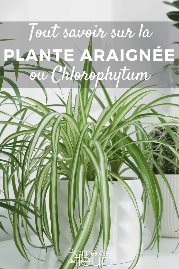 Chlorophytum Chlorophytum - Pianta ragno: piantare e coltivare