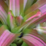 Cryptanthus - Cryptanto: coltivazione e cura
