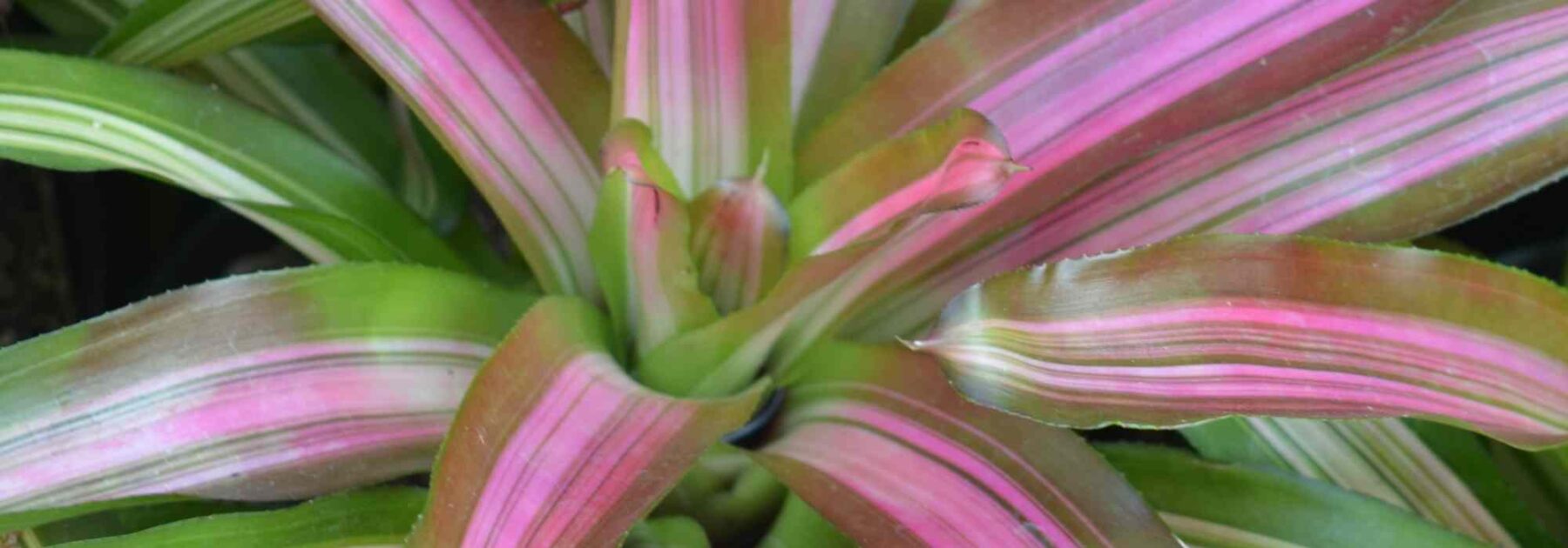 Cryptanthus - Cryptanto: coltivazione e cura