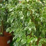 Ficus da interno: coltivazione e cura