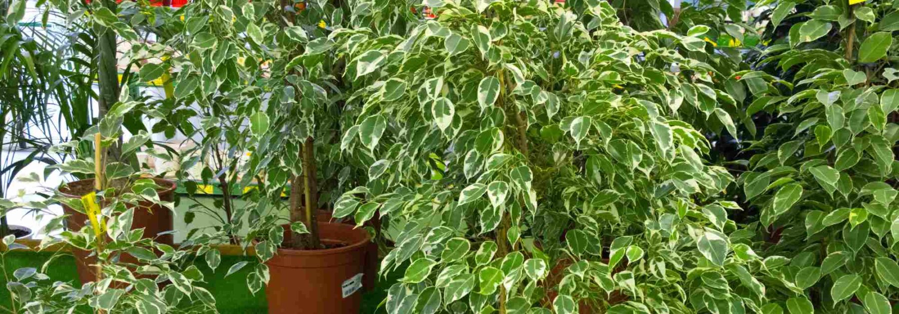 Ficus da interno: coltivazione e cura