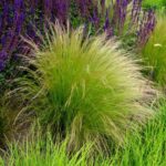 Come pettinare e curare le stipas: la guida completa