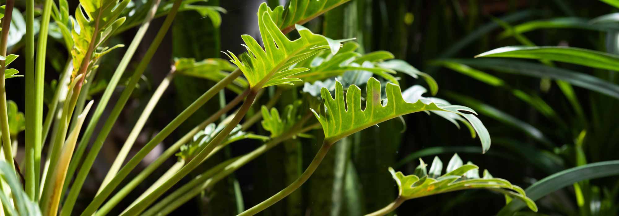 Philodendron: coltivazione, cura e consigli