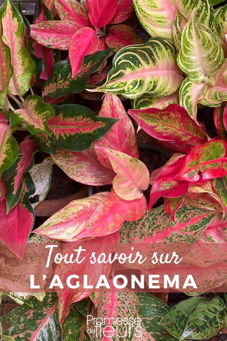 Aglaonema: piantagione, coltivazione e cura piante Aglaonema