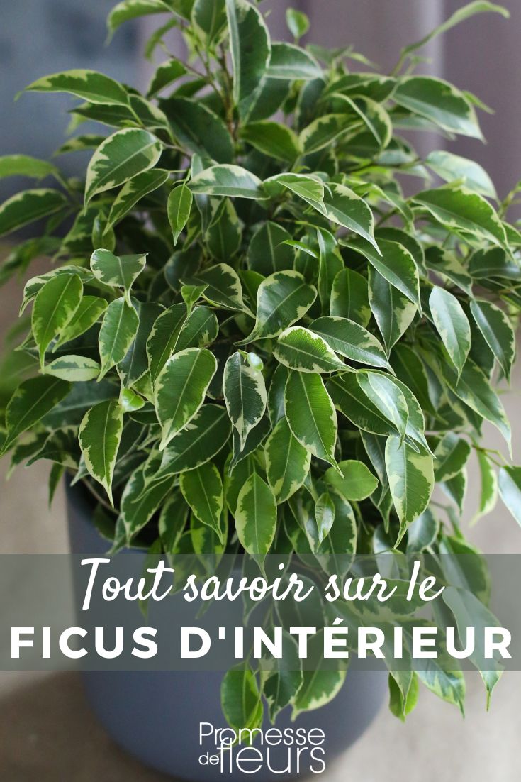 # Ficus: Tutto quello che c'è da sapere
Il **Ficus** è una delle piante d'appartamento più popolari, apprezzato per la sua eleganza e la relativa facilità di coltivazione. Appartenente alla famiglia delle Moraceae, questo genere comprende centinaia di specie, tra cui alberi, arbusti e rampicanti.
## Le specie più comuni
1. **Ficus benjamina** – Conosciuto come il "fico piangente", ha foglie lucide e sottili, perfetto per interni luminosi.
2. **Ficus elastica** – La "pianta della gomma", con foglie grandi e coriacee, molto resistente.
3. **Ficus lyrata** – Il "fico a foglia di violino", amato per le sue foglie decorative a forma di lira.
4. **Ficus microcarpa** – Spesso coltivato come bonsai grazie alla sua adattabilità.
## Cura e manutenzione
- **Luce**: Predilige luce indiretta brillante, ma si adatta anche a condizioni di media luminosità.
- **Acqua**: Annaffiare moderatamente, lasciando asciugare il terriccio tra un’annaffiatura e l’altra.
- **Umidità**: Apprezza un ambiente umido, beneficia di nebulizzazioni regolari.
- **Temperatura**: Ideale tra i 18°C e i 24°C, evitare correnti d’aria fredda.
- **Concimazione**: Fertilizzare ogni 4-6 settimane in primavera ed estate con un concime bilanciato.
## Problemi comuni
- **Caduta delle foglie**: Può essere causata da stress idrico, cambiamenti di luce o temperature basse.
- **Macchie fogliari**: Spesso dovute a eccesso d’acqua o parassiti come cocciniglie e acari.
- **Radici marce**: Segnale di un terreno troppo bagnato, ridurre le annaffiature.
## Curiosità
Alcune specie di Ficus sono considerate **piante purificatrici dell’aria**, efficaci nel rimuovere tossine come la formaldeide. Inoltre, in natura, alcune varietà possono raggiungere dimensioni imponenti, diventando veri e propri alberi maestosi.
Scegliere un Ficus significa portare in casa un tocco di natura elegante e rigogliosa. Con le giuste cure, questa pianta può vivere a lungo, regalando verde e freschezza agli ambienti domestici. ???? Ficus da interno: coltivazione e cura