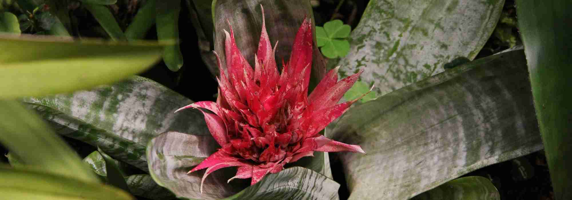 Aechmea: piantagione, coltivazione e cura