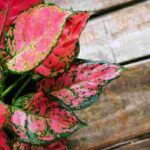Aglaonema: piantagione, coltivazione e cura