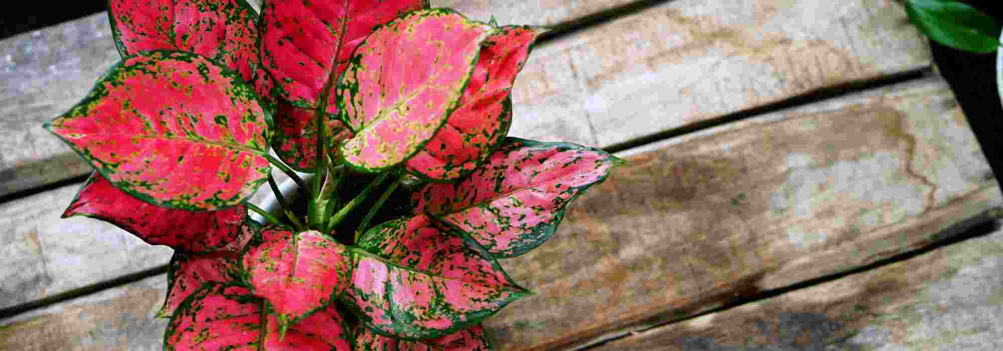 Aglaonema: piantagione, coltivazione e cura