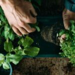 Come piantare le piante aromatiche in giardino?