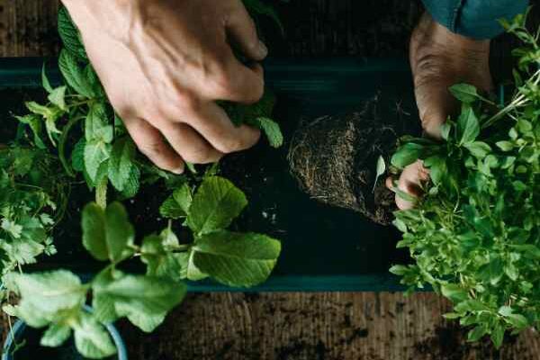 Come piantare le piante aromatiche in giardino?