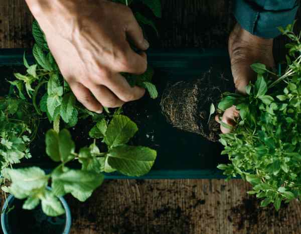 Come piantare le piante aromatiche in giardino?