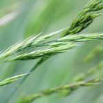 Quali graminacee scegliere per un terreno acido?