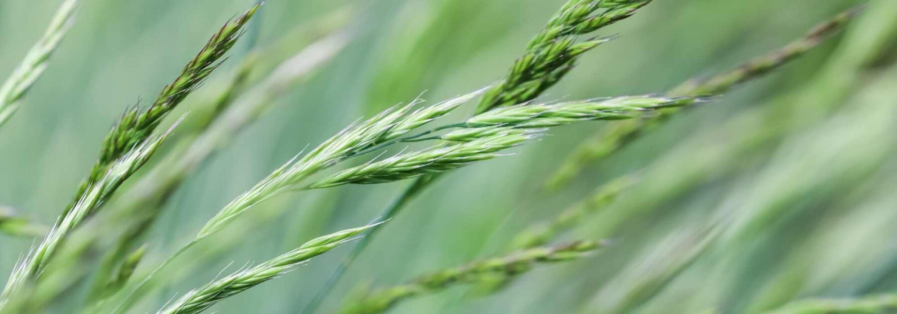 Quali graminacee scegliere per un terreno acido?
