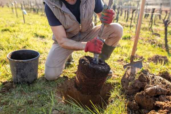 Come piantare un albero?