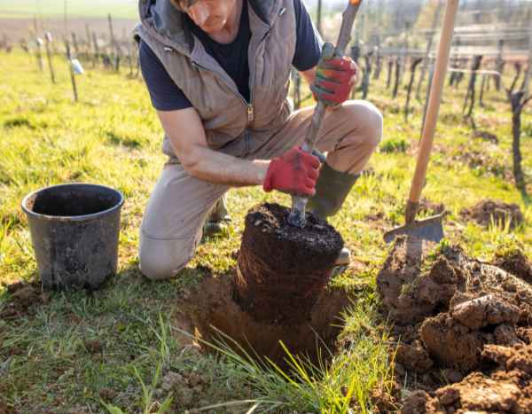 Come piantare un albero?