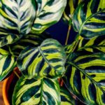 Calathea: varietà, coltivazione, cura