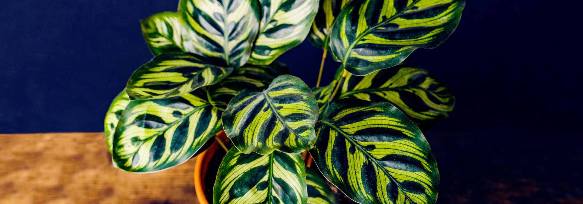 Calathea: varietà, coltivazione, cura