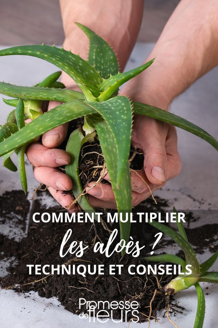 dividere un'aloe