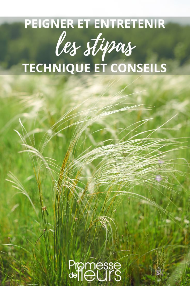 manutenzione della stipa