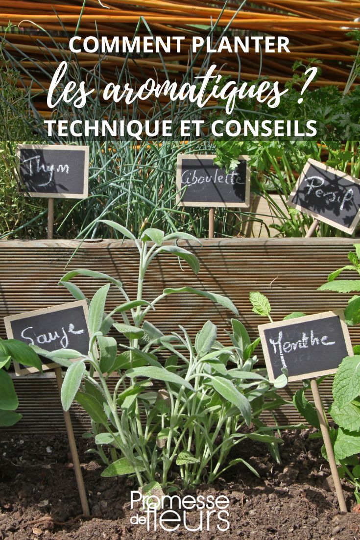 coltivazione di piante aromatiche in giardino