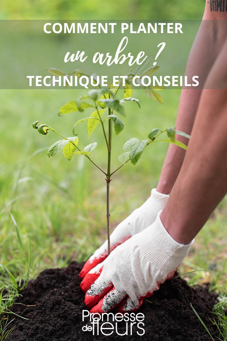 Come piantare un albero consigli per piantare un albero per principianti