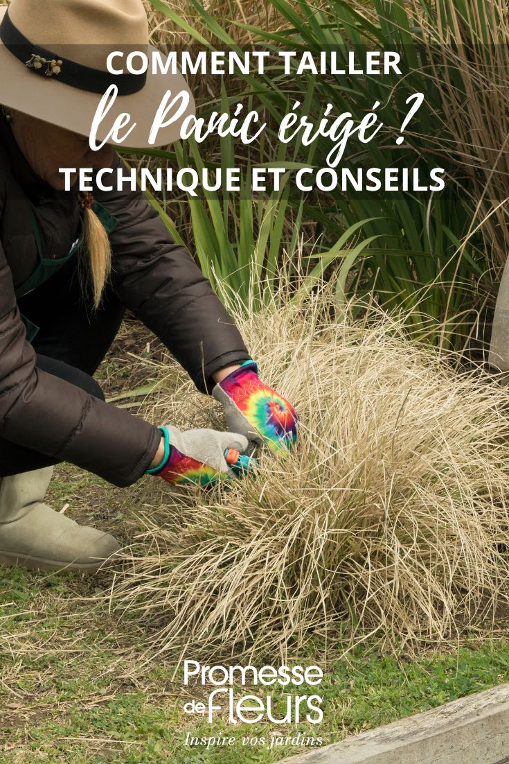 Quando e come potare il Panico eretto o Panicum in giardino?