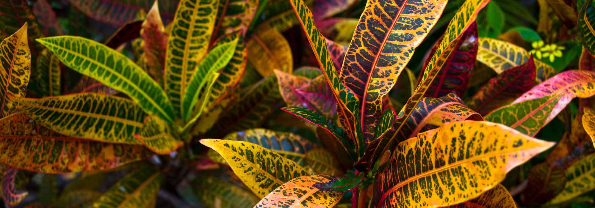 Il croton: piantagione, coltivazione, cura