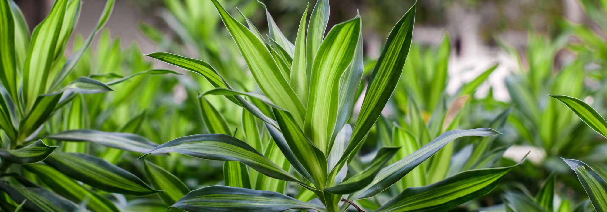 Dracaena (Dracena): piantagione, coltivazione, cura