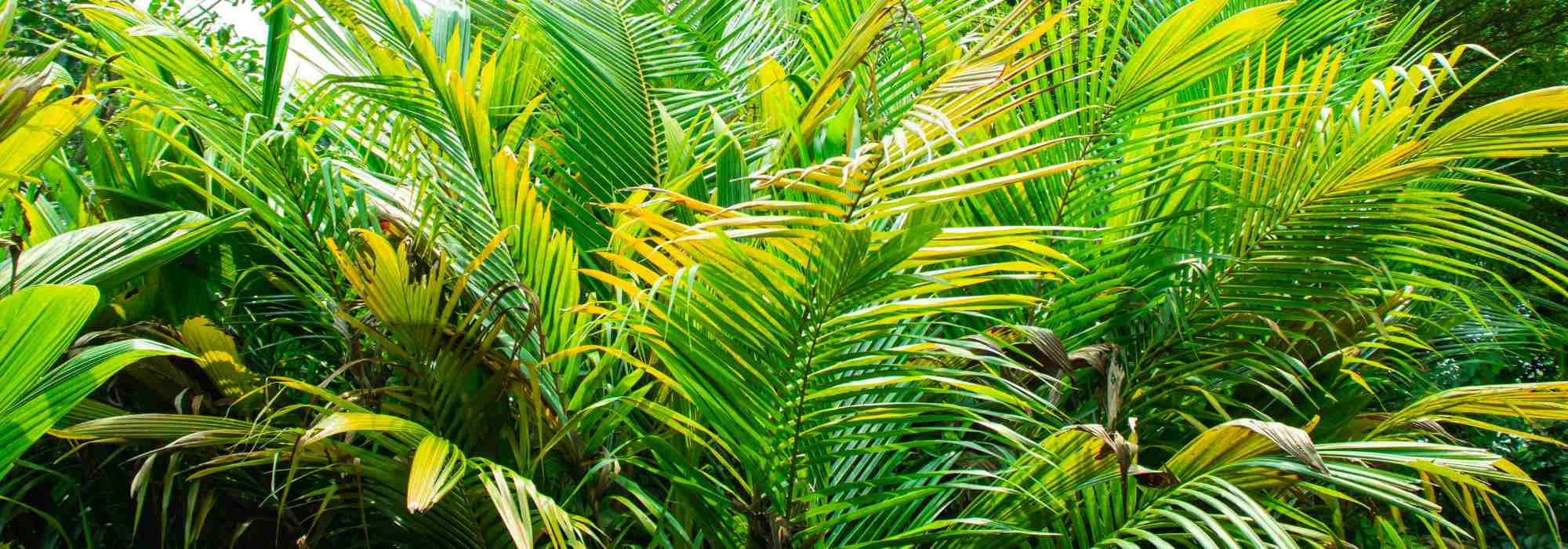 Dypsis - Palma Areca: coltivazione e cura